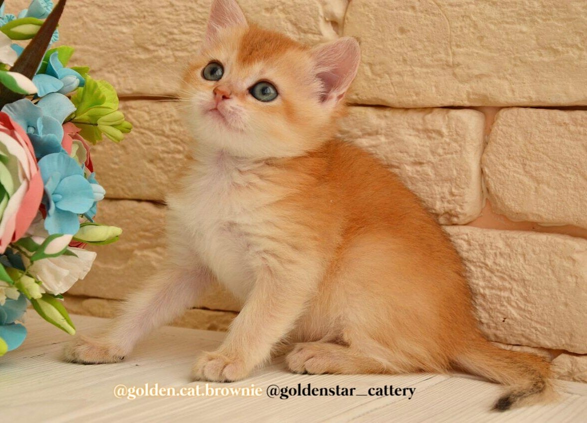 Golden Cat Brownie On Twitter Hi Everyone My Name Is Brownie
