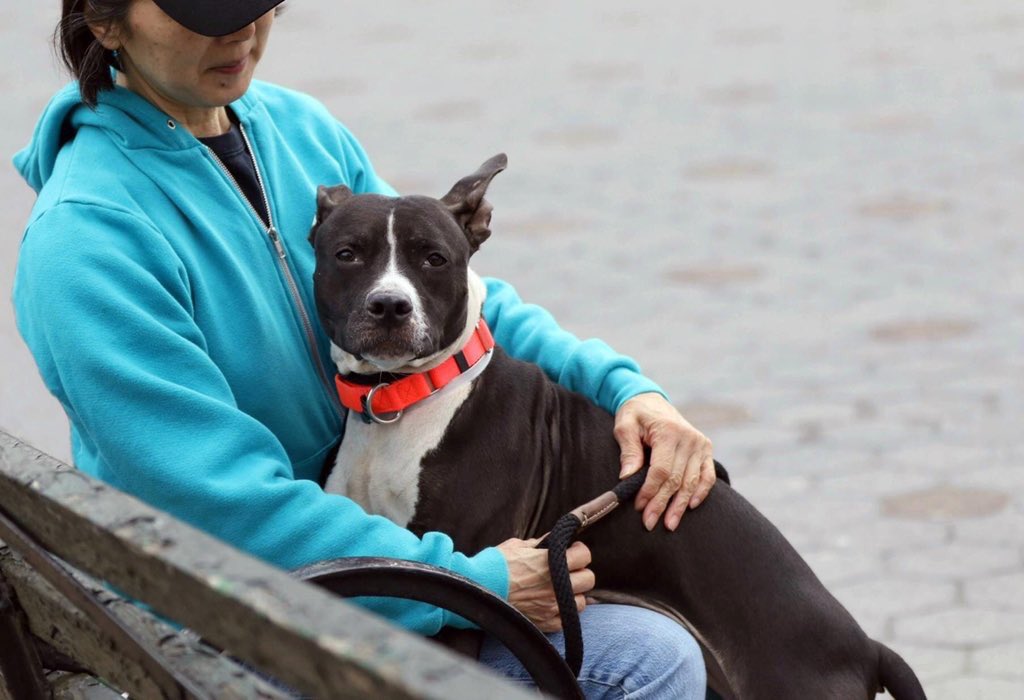 KeithOlbermann's tweet image. BAILEY DIES TUESDAY. Taken in as a stray, facing our betrayal, she still loves us, and likes dogs. But without a NYC-area adopter/foster or our pledges via @chortletown to attract a Rescue, she’s gone. Sharing her story boosts her chances: PLEASE RT facebook.com/mldsavingnycdo…