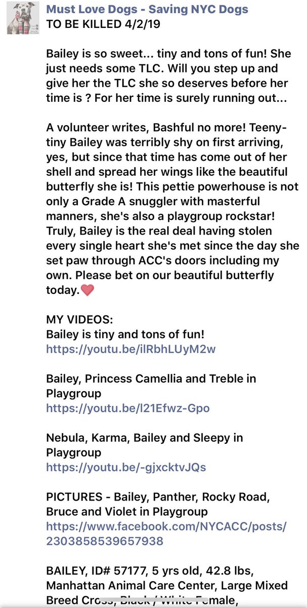 KeithOlbermann's tweet image. BAILEY DIES TUESDAY. Taken in as a stray, facing our betrayal, she still loves us, and likes dogs. But without a NYC-area adopter/foster or our pledges via @chortletown to attract a Rescue, she’s gone. Sharing her story boosts her chances: PLEASE RT facebook.com/mldsavingnycdo…