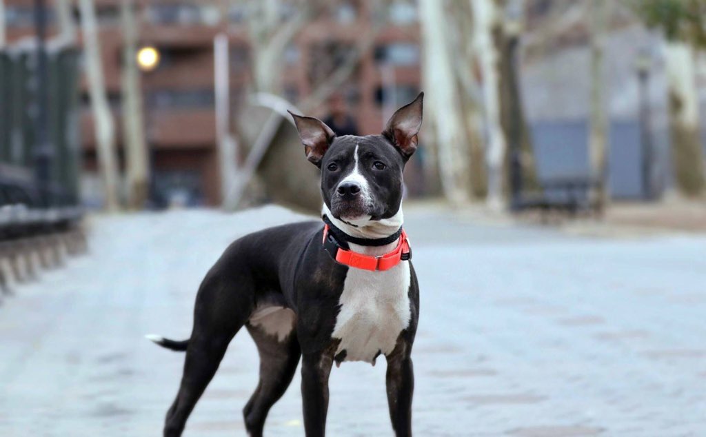 KeithOlbermann's tweet image. BAILEY DIES TUESDAY. Taken in as a stray, facing our betrayal, she still loves us, and likes dogs. But without a NYC-area adopter/foster or our pledges via @chortletown to attract a Rescue, she’s gone. Sharing her story boosts her chances: PLEASE RT facebook.com/mldsavingnycdo…