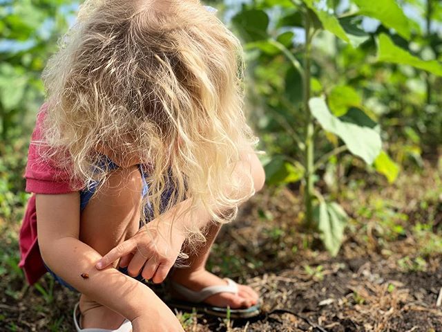 jfabs's tweet photo. “She’s walking on my arm!”
.
.
.
#ladybug #toddlersofinstagram #shotoniphone #luckywelivehawaii https://t.co/vcghVsRJoQ https://t.co/I5pgUQLkhk