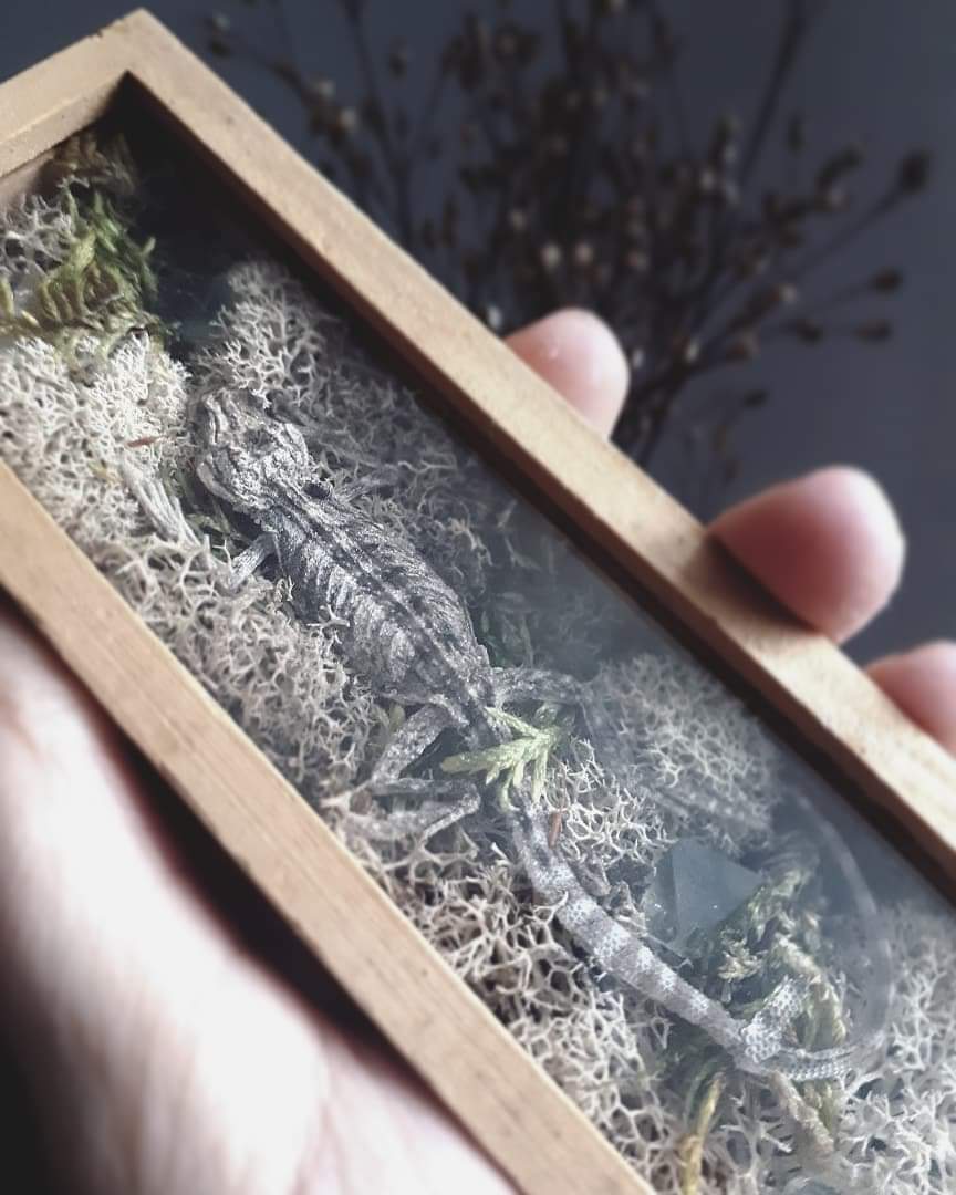 sdobcreations's tweet photo. Baby bearded dragon lizard in a box with moss and flourite octahedrons🦎💀
#vultureculture #deadthings #drypreservation #lizard #babybeardeddragon #homedecor #handmade #flourite #crystals https://t.co/mZpvJXnXZ7