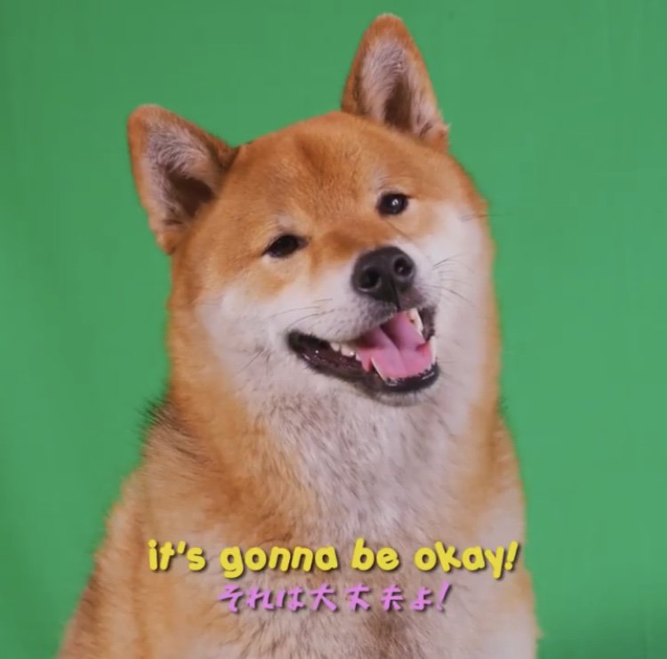 WholesomeMemes tweet media