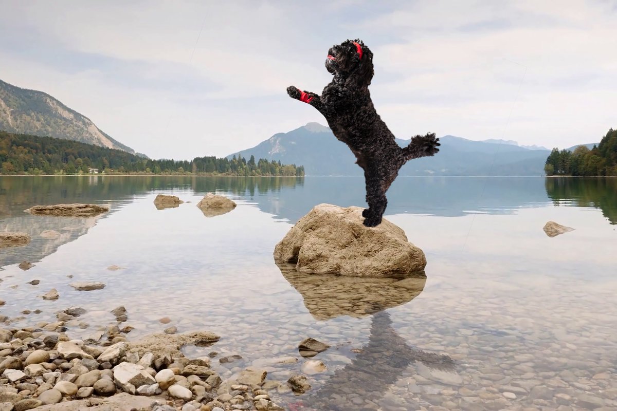 InTheBoxTweets's tweet photo. "Peace comes from within. Do not seek it without."
#April on the #Caleondar sees Leo training as a Ninja. Of course. 🐩🐱‍👤

#cavapoo #calendar #dogsoftwitter https://t.co/oq5NldA21q