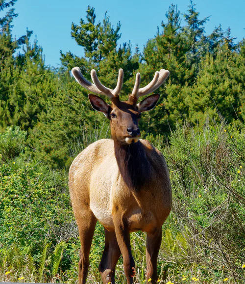 Wildlife_EU's tweet photo. Norway is highly concerned that potential European Union measures against chronic wasting disease — an incurable and fatal brain-degenerating condition in deer and elk — could wipe out whole Sami villages in the north of Norway that depend on the reindeer trade. https://t.co/MLqncmJSn5