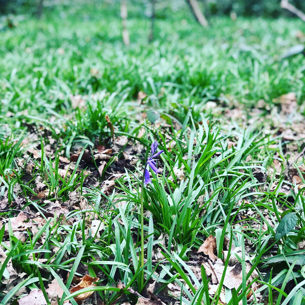 CarlJCroft's tweet image. The first bluebell in the @StaffsWildlife Hem Heath Woods @EnjoyStaffs 

Yippee! Spring is springing into action! 

#croftarchitecture #springhassprung #spring2019 #colour #bluebells #nature #naturephotography #staffordshire #wildlifephotography #wildlife #wildlifeconservation