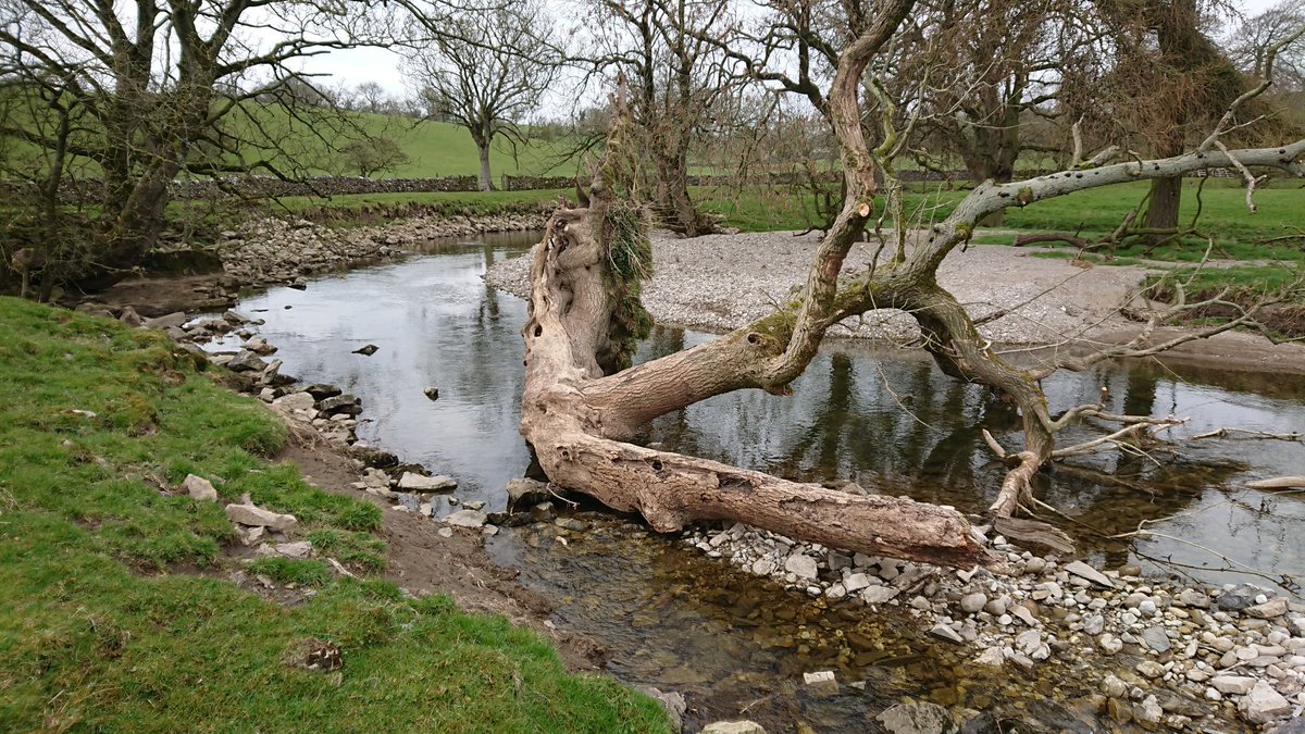 ProfJGrey's tweet photo. One for @Blacky_Himself
Go big or go home! Can't truly claim this one but am loving the geomorphological response! #woodisgood https://t.co/aGpeMiSnkX
