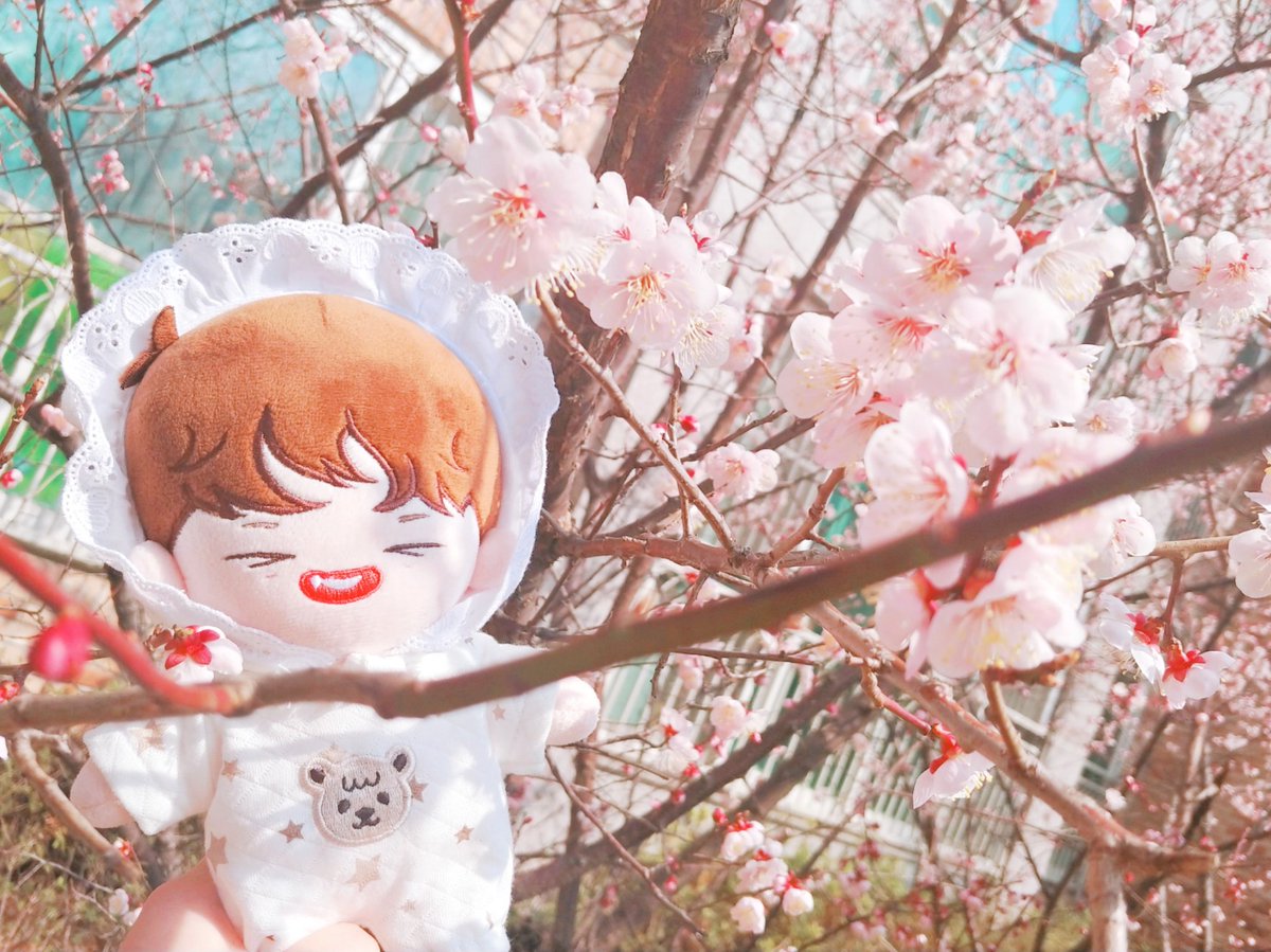 ddo_doll's tweet photo. 🌸🍓🌸🌸🌸
#뿌시래기즈 #켄뿌 https://t.co/SQSNdJFPmk