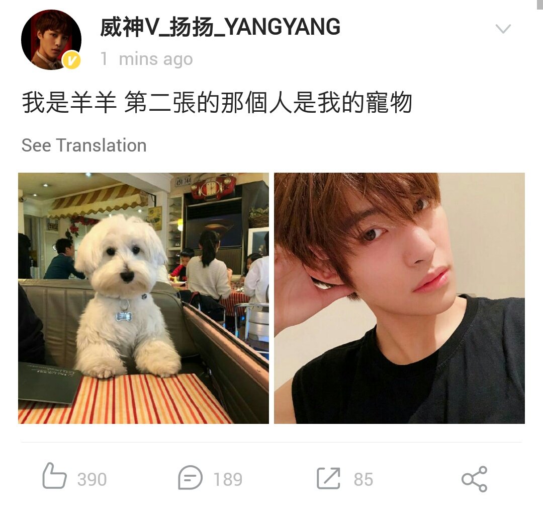 Wayv Pets : Wayv Pets Bella Pets Animals Nct - What wayv song resonates