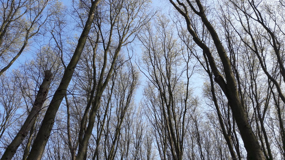 AtelierOpen's tweet image. geluk #wandelen #lente #bomen #Sloterplas