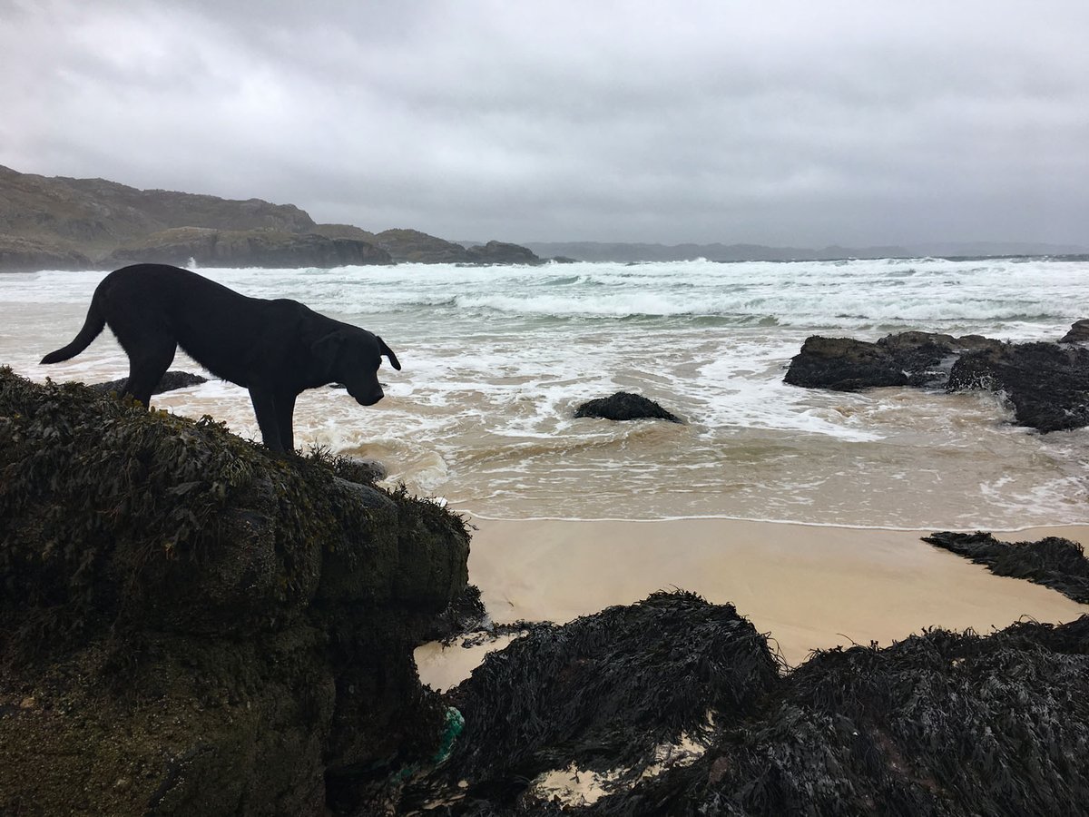 D_Houston's tweet photo. The pup Gill could't quite believe how many beaches she was on over the last few days. She even had her breakfast on Scourie beach one day! These are but a few of them but 'tis worth enlarging the 3rd pic to see her mad delight at being brought to yet another! 🤪 #happywoof 🐾😊 https://t.co/yxZdKhbtkP