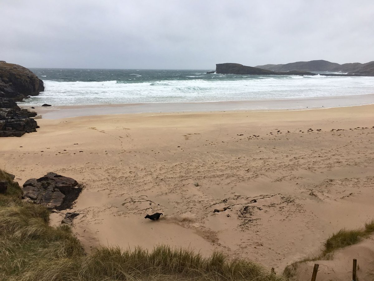 D_Houston's tweet photo. The pup Gill could't quite believe how many beaches she was on over the last few days. She even had her breakfast on Scourie beach one day! These are but a few of them but 'tis worth enlarging the 3rd pic to see her mad delight at being brought to yet another! 🤪 #happywoof 🐾😊 https://t.co/yxZdKhbtkP