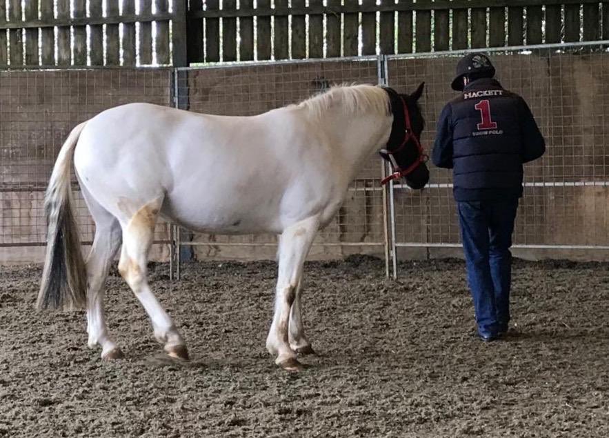 Had the best time (thank you  <a href="/ih_marks/">Kelly Marks of IH</a> <a href="/SandraJWilliams/">Sandra Williams IHRT</a> ) in the Intelligent Horsmanship 5 day foundation Course at Hartsop Farm in Witney  <a href="/Monty_Roberts/">Monty Roberts</a>   intelligenthorsemanship.co.uk  #BucketList #horse #Horsemanship #montyroberts #joinup