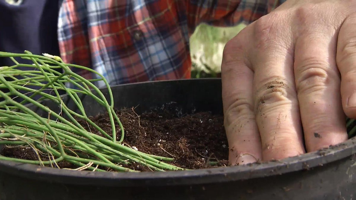 jardinatis's tweet image. ¿Sabéis cómo se reproduce un Rhipsalis con la técnica del acodo? Es realmente sencillo. Iñigo Segurola te explica el paso a paso. 😉👇 #acodo #rhipsalis #plantas

➤ hgr.mn/acodo-para-mul…