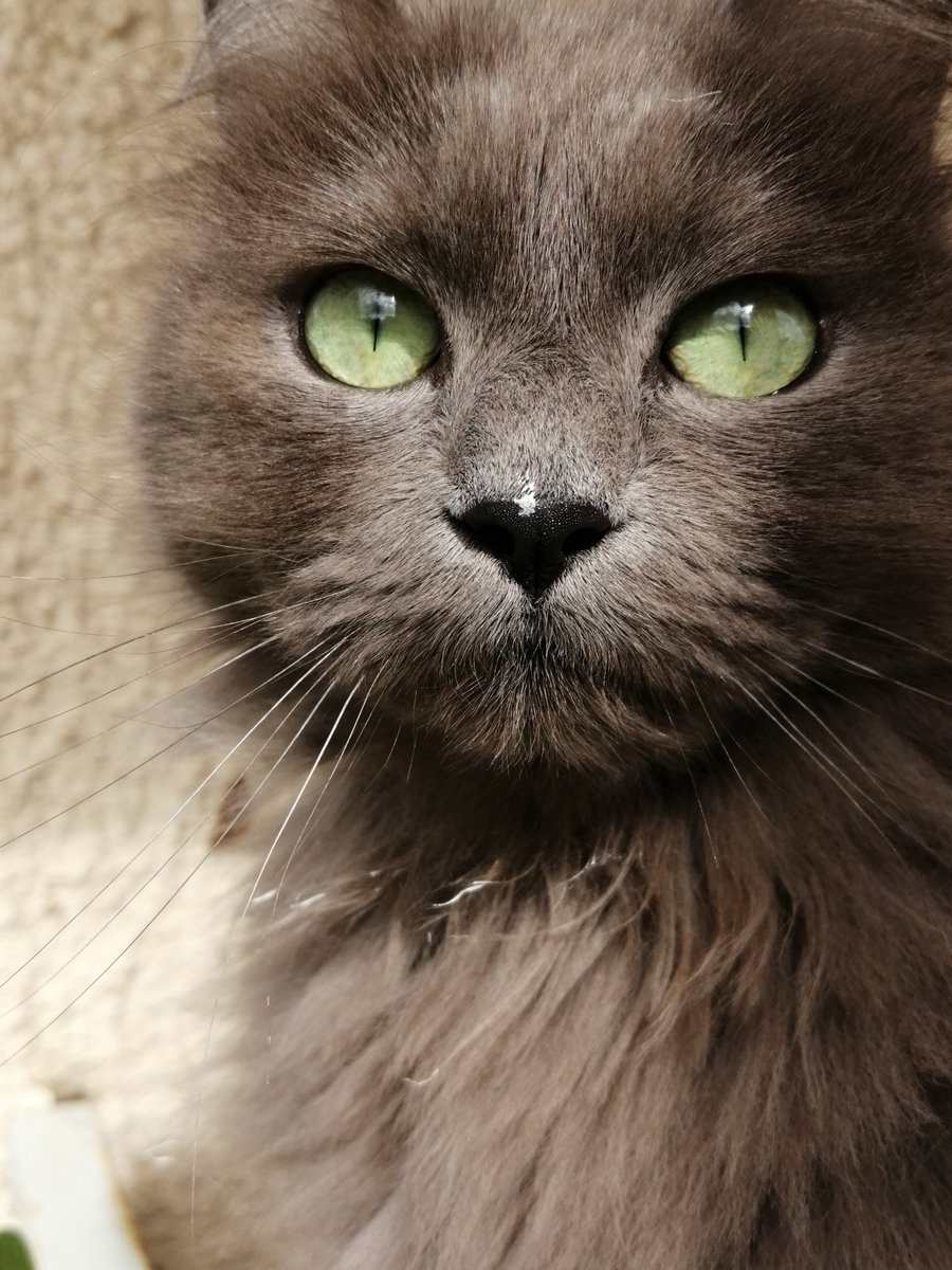 lemaire321's tweet photo. Coucou ! Je vous invite à vous rendre sur Facebook et à vous rendre sur le groupe "Et ron et ron petit patapon" (Graine de poésie). https://t.co/cWRo6edaIz