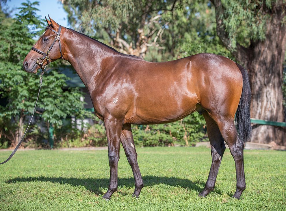 BreedWatchOC's tweet photo. The 2nd Colt by ''Deep Impact'' at the #InglisEaster2019 Sale

Lot 124
Deep Impact X Miss Ivanovic IRE by Captain Rio GB

#Colt Foaled on the 28th of August. This is the mare's 1st foal

[Northern Dancer: 5S X 5D] 

Vendor: @BhimaTBreds 

#InglisEaster #Lot124 #Day1 #DeepImpact https://t.co/FP582IxEmW