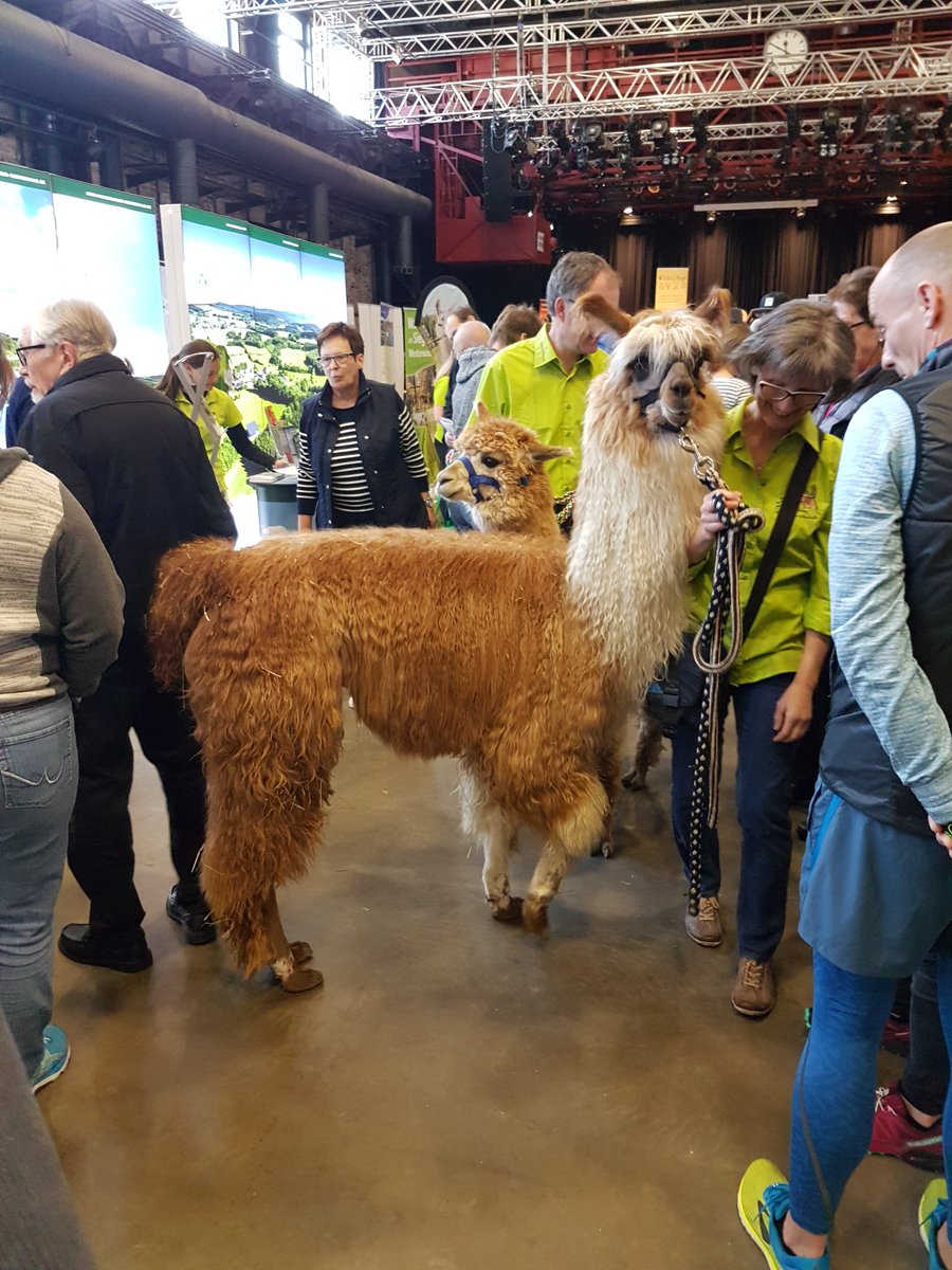 RegionBonn's tweet photo. Nette Gespräche, anregender Austausch und tolle Impressionen! Das erlebten wir auf der Aktivmesse 🚴♀️🚵♂️ #ErlebnisNatur im #KulturWERKwissen. Vielen Dank für euer zahlreiches Erscheinen! Und unseren ganz besonderen Gast! 🦙😍
#visitbonnregion #RegionBonn https://t.co/fitezeM58E