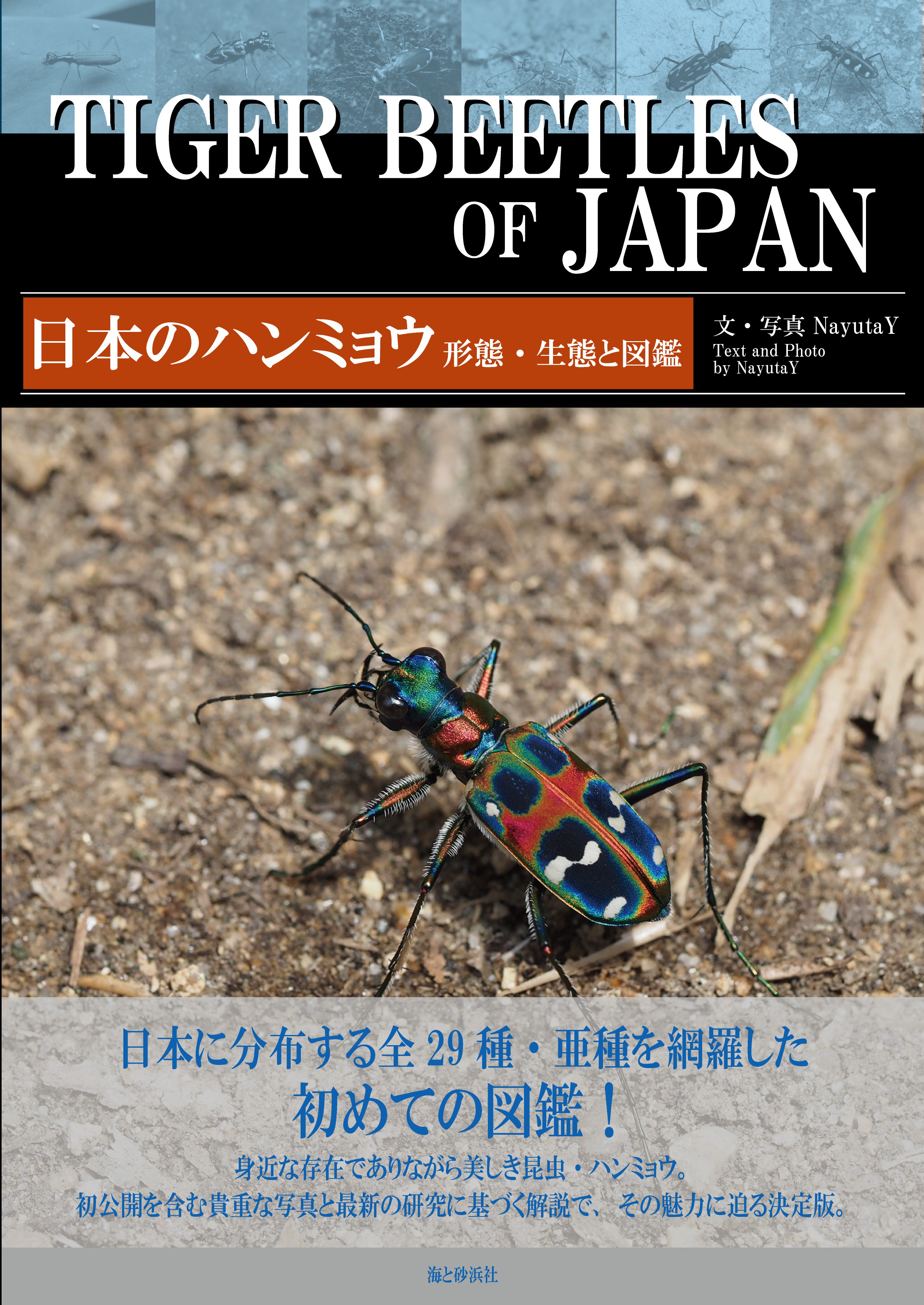 Nayutay ハンミョウ Sxob5wlxgevq06i Gigantptera 失礼しました Twitter