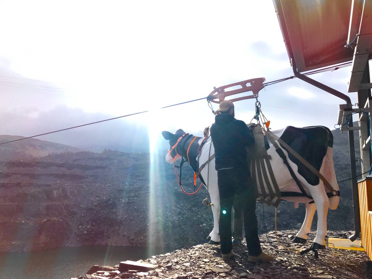 CowsOnTour tweet media