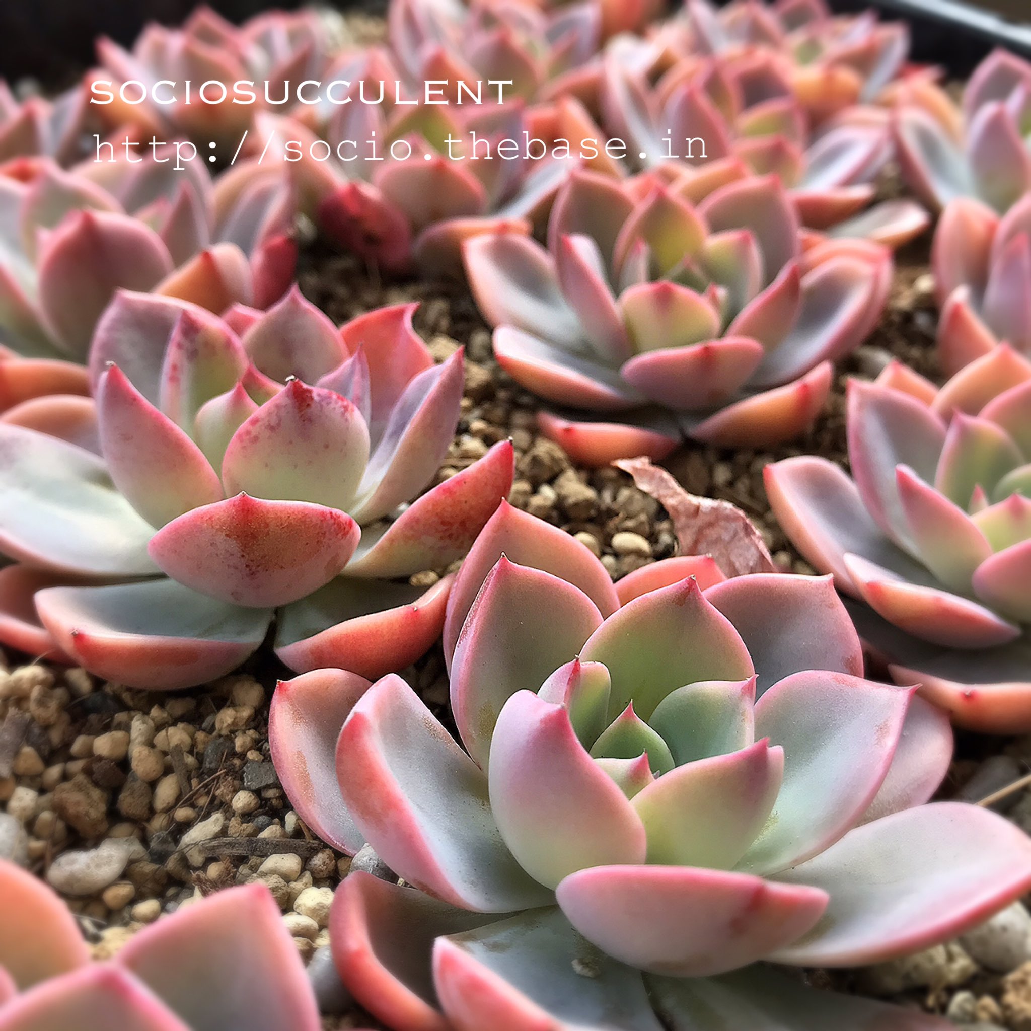 おまとめ中！39SALE！多肉植物^o^  ティンカーベル おまとめ中！39SALE！多肉植物^o^ ティンカーベル 【公式通販】