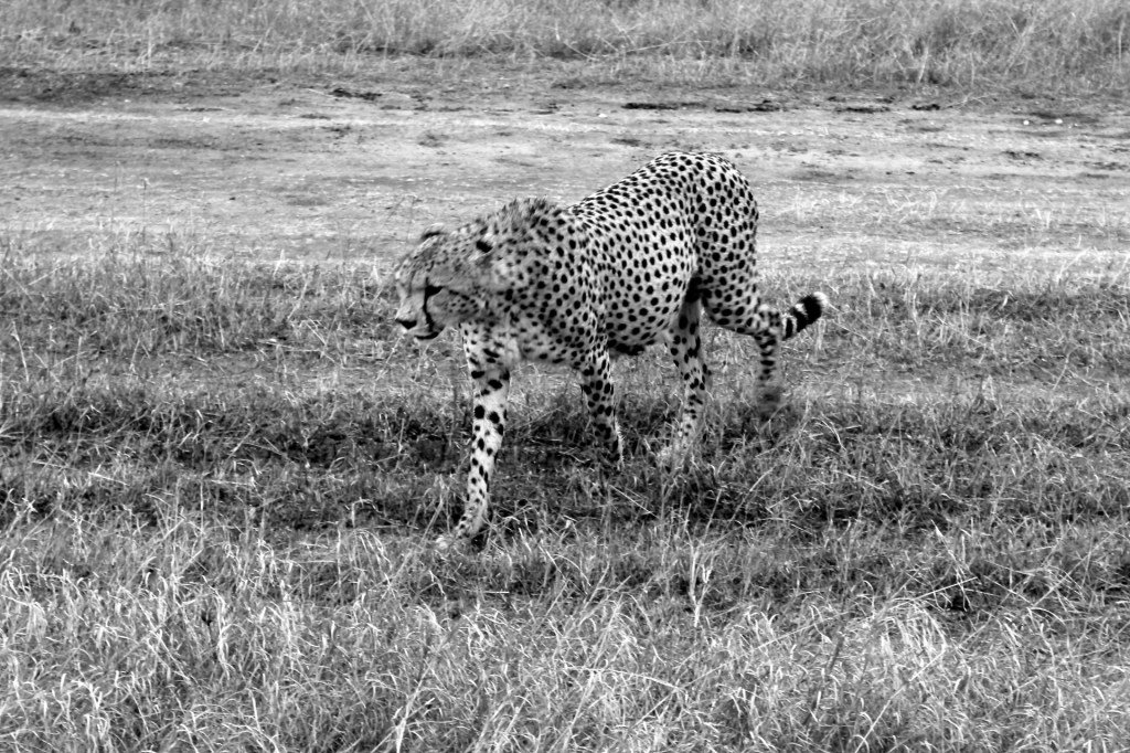 Zoomorphic Magazine tweet media