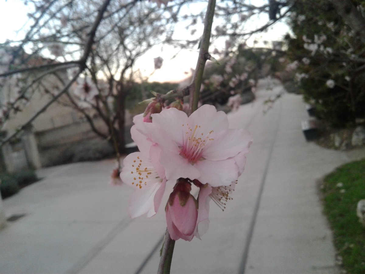 HassaneTraveler's tweet image. El avance de la naturaleza;
                    @lifefrance 
#FrenchSpring #Sakura 
#LaVoieDouce #LaCiotat 
#France