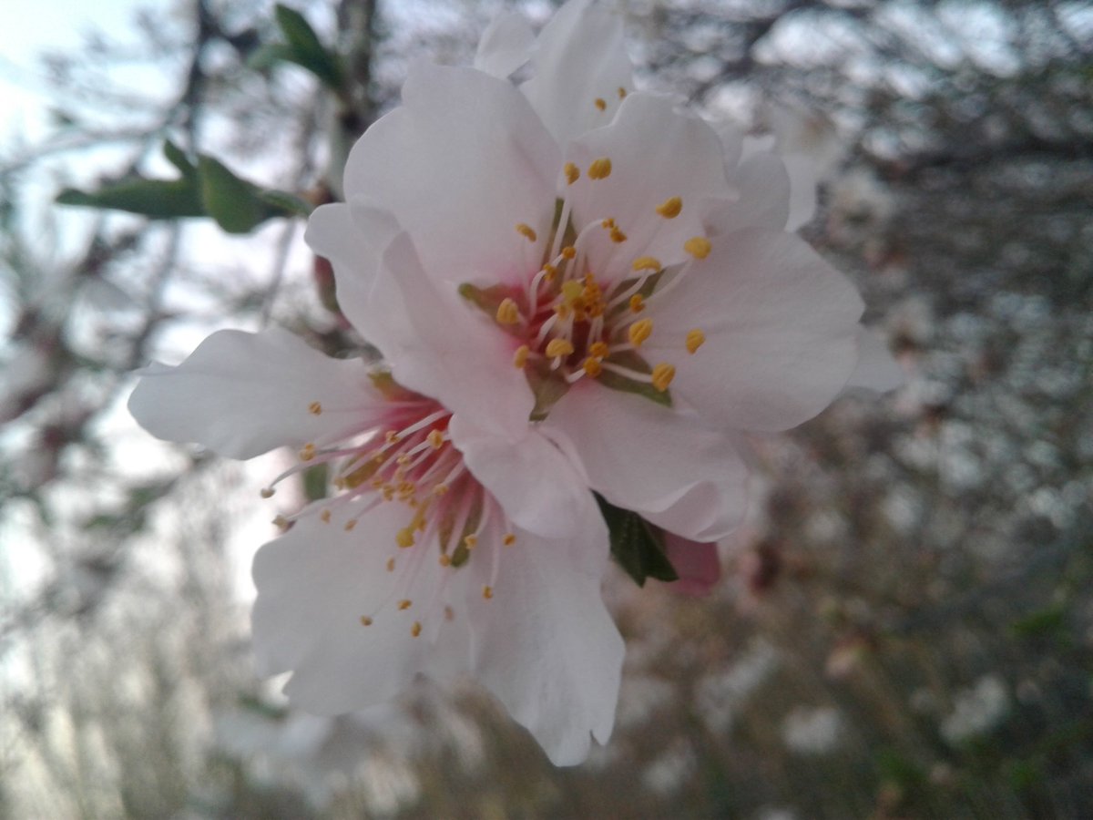 HassaneTraveler's tweet image. El avance de la naturaleza;
                    @lifefrance 
#FrenchSpring #Sakura 
#LaVoieDouce #LaCiotat 
#France