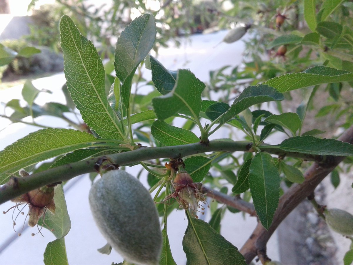 HassaneTraveler's tweet image. El avance de la naturaleza;
                    @lifefrance 
#FrenchSpring #Sakura 
#LaVoieDouce #LaCiotat 
#France