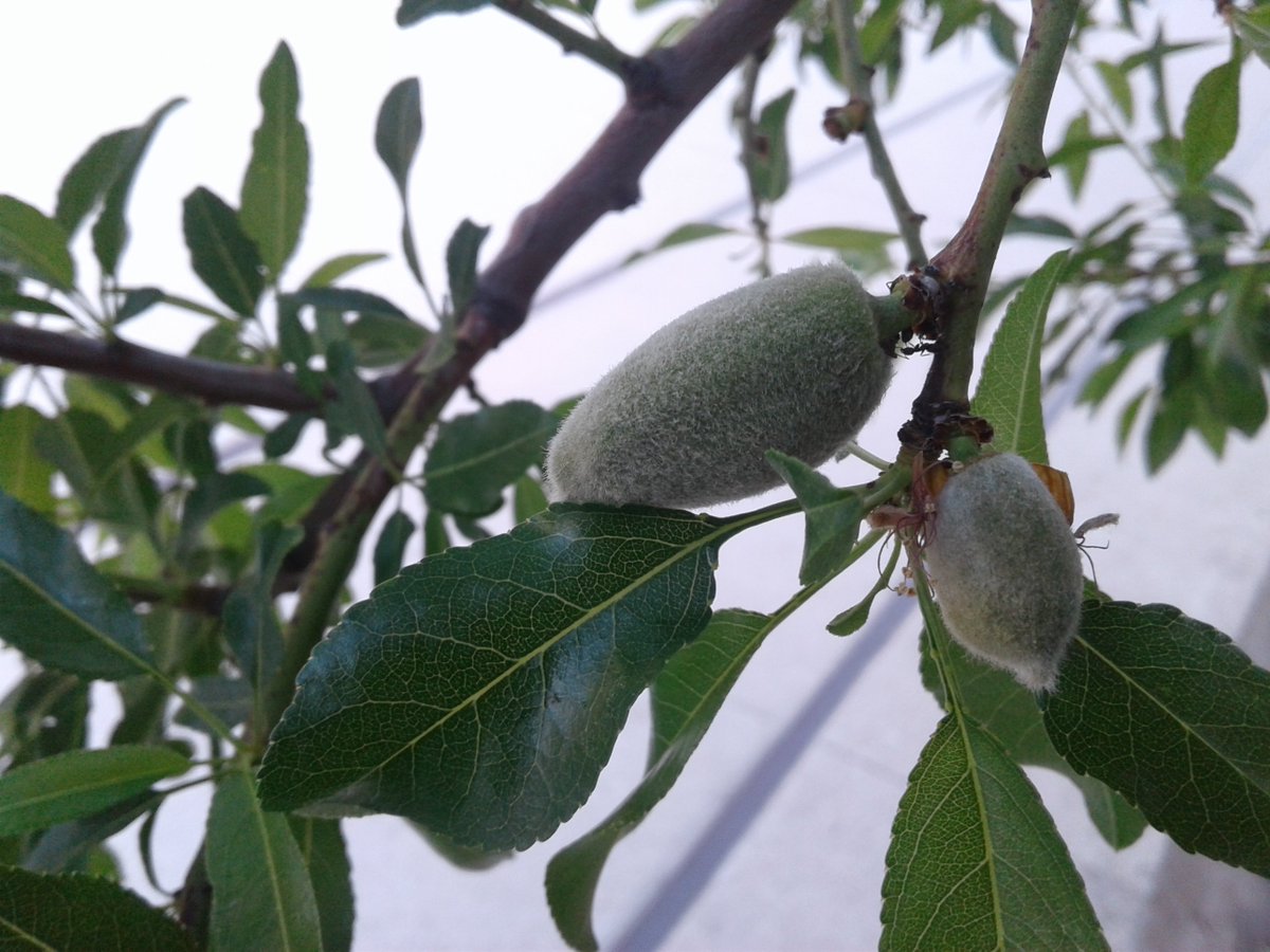 HassaneTraveler's tweet image. El avance de la naturaleza;
                    @lifefrance 
#FrenchSpring #Sakura 
#LaVoieDouce #LaCiotat 
#France