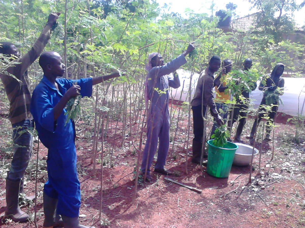 Permaculture techniques at Ghana Permaculture Institute! 
#Permaculture #Sustainability #ecovillages #composting #eco #nature #organic #environmental #community