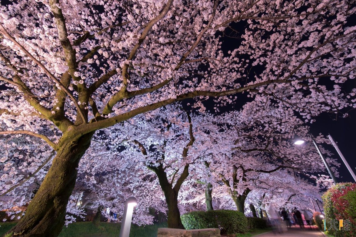 I北陸 イベント 観光地情報 松川べり 桜ライトアップ 4月上旬 富山市 松川公園 以前の様子はこちらから T Co Jp7ed0e9ea