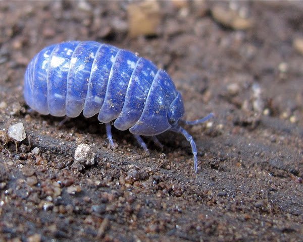 jamafra1243's tweet photo. 幸運が訪れる？青いダンゴ虫！

実はイリドウイルスに感染したダンゴ虫で、
このウイルスに感染すると明るいとこに出てくるようになる。鳥に見つかりやすくなり食べられる。そしてウイルスはふんとなり拡散する。 https://t.co/h34oSsR42C