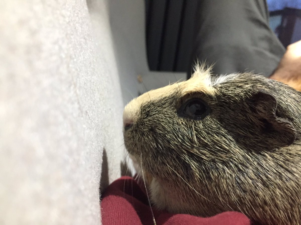 badgerbumble's tweet photo. Pigmum has been away for a few days so Pigdad has been taking care of us. She is back now and is trying to make herself feel better by giving us #guilttreats but I am having non of it! I shall stay in my sulk indefinitely (or until there is parsley). #grumpypig #judgybrows https://t.co/Lft5P5iX8k