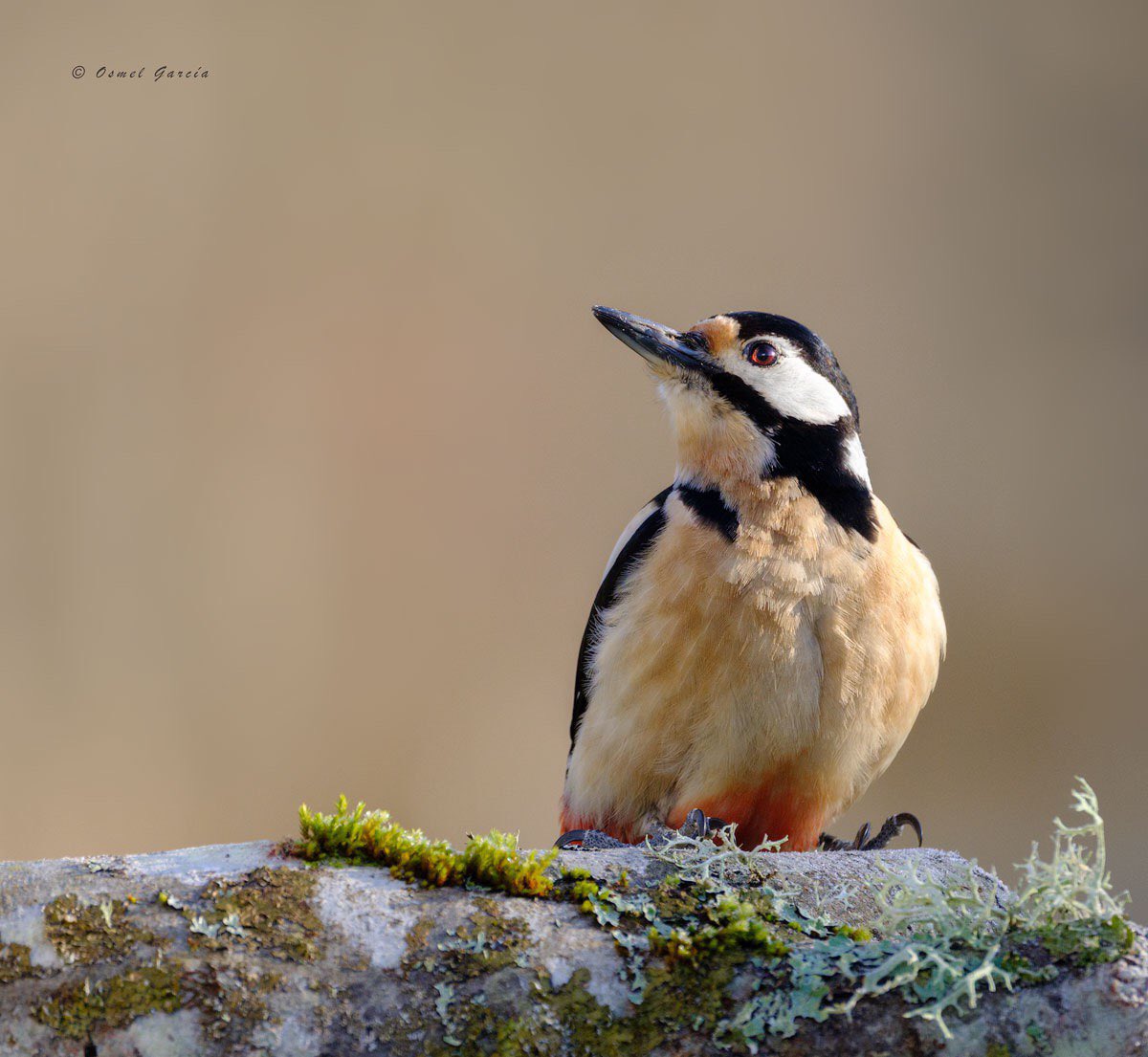 osmelgg's tweet photo. Picapinos
Fuji XT2 + Fujinon 100-400 mm WR
@FujifilmXWorldE #esFujifilmX #birdphotography #picapinos #wildlifephotography #aveshide https://t.co/YTJnsak6V1