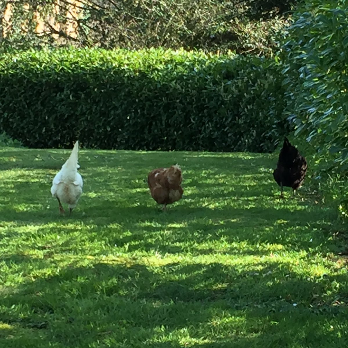 Symondsbury's tweet image. Bottoms up … #TitheBarn garden. The grass isn’t always greener … #CountryLife