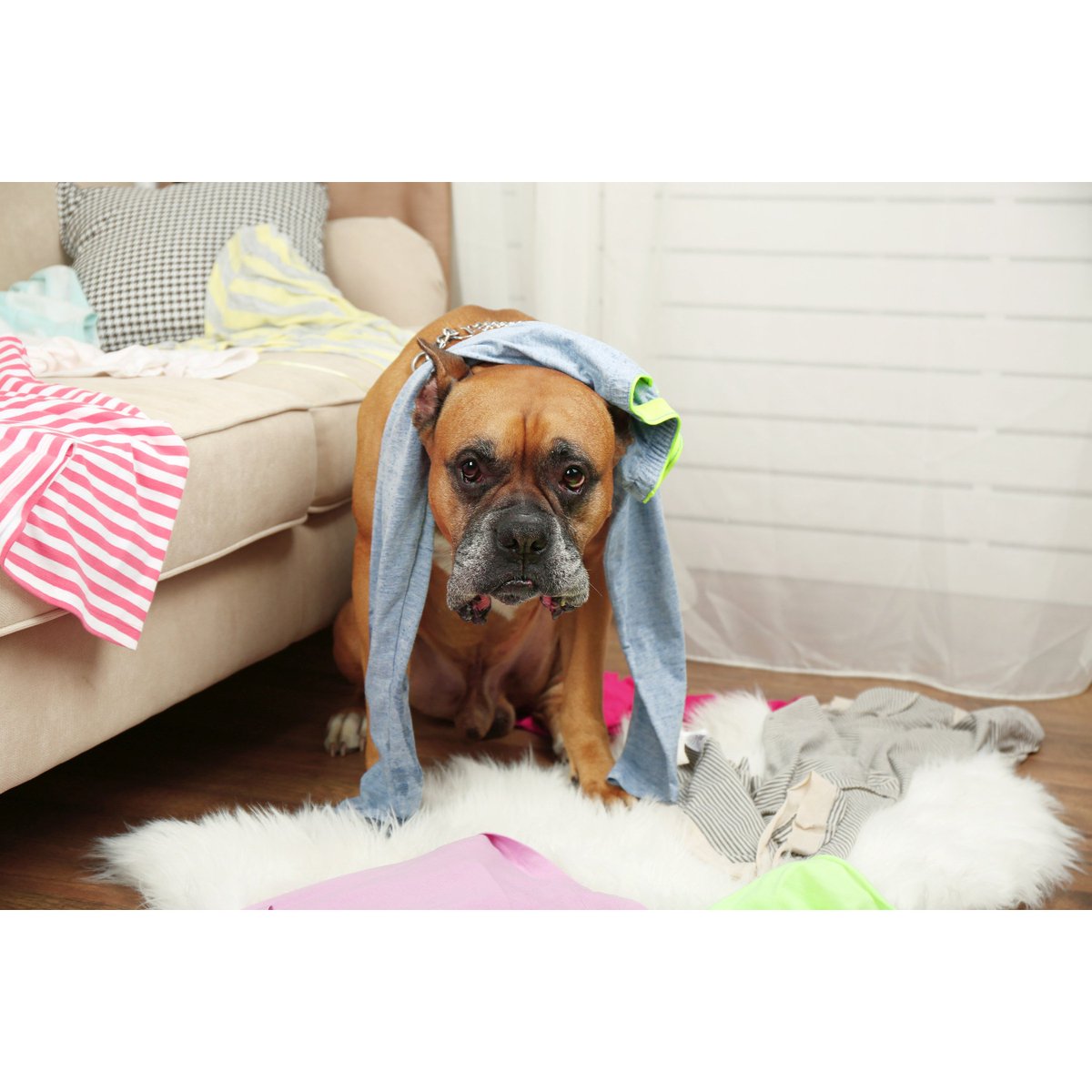 This destructive boy isn't a "bad dog." He is a fearful dog. Empathy is needed, not punishment. #AnimalHealth <a href="/cahi_icsa/">Canadian Animal Health Institute (CAHI)</a> bit.ly/2V7Z6CR