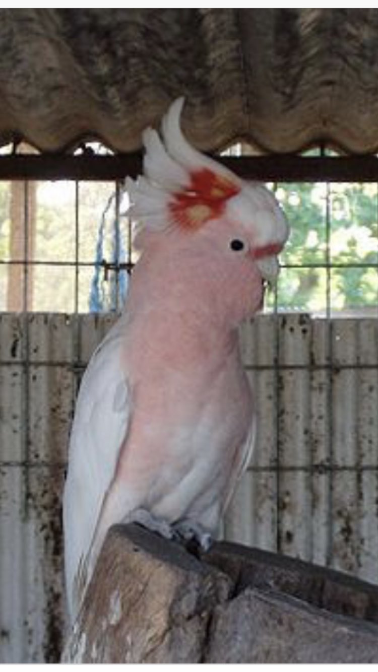 ユマト All401の結果でっせ クルマサカオウム 籠の鳥 さんとはっちでした ヮ 刀剣乱舞 クルマサカオウム 籠の鳥 いいえクルマサカオウムです ユマト All401の結果でっせ クルマサカオウム 籠の鳥 さんとはっちでした ヮ 刀剣乱舞 クルマサカオウム 籠の鳥 いいえクルマサカオウムです