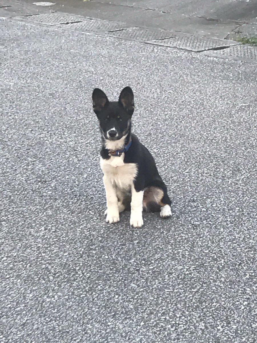 hideya79928042's tweet photo. うるま市西原付近で
うろうろしてて
青の首輪をしているので
飼い犬と思われます。
知ってる人がいるなら
DMか拡散お願いします https://t.co/lZhqYkOYrk