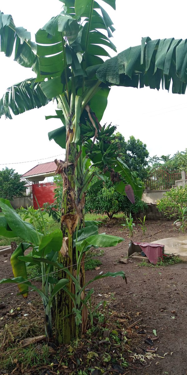 mfinanga_rm's tweet image. Kuna raha flani unaipata kuona mmea ulio otesha una stawi 😎 🍌🍌🍌