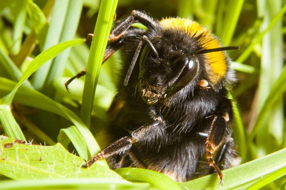 EntomoNews's tweet photo. #Bumblebee Queens Prefer Layovers to Nonstop Flights https://t.co/ke20SDj8OT vía @sciam https://t.co/qnvLhYHa6K