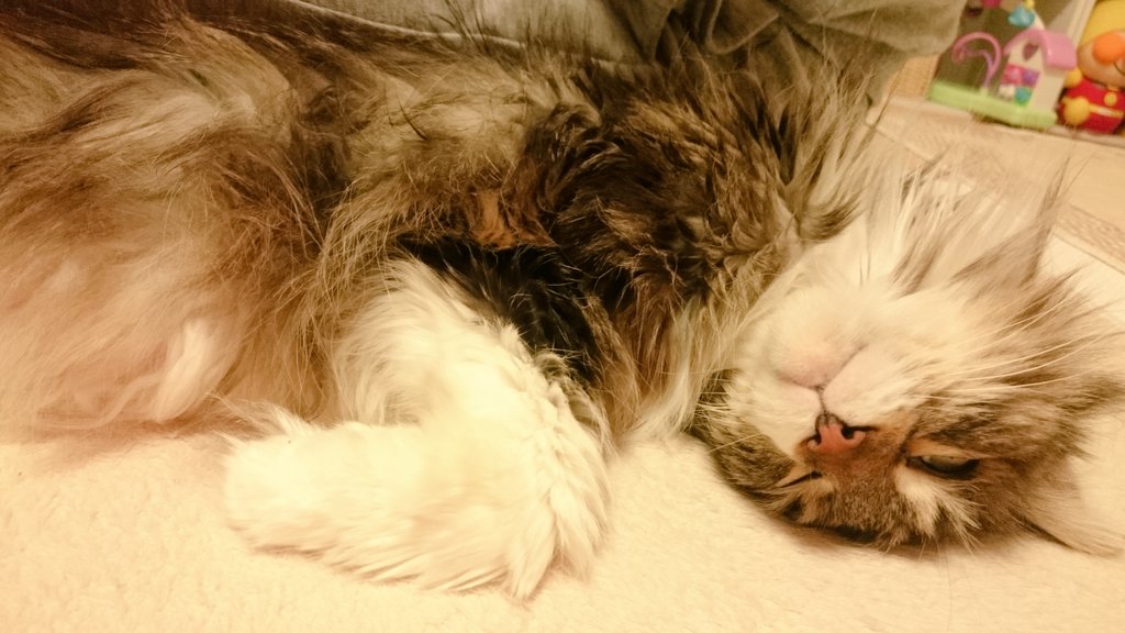 vncnttnk's tweet photo. 今年…こそ…とびっきりの…
嘘…を…
💤💤💤😪 https://t.co/cqBTNDPoda