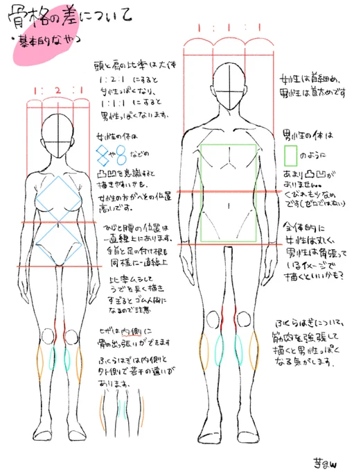 質問箱でご質問頂いた骨格の描き方と手・脚の描き方についてです。あくまで自分が絵を描く上で学んだことや意識していることばかりなのですが、すこしでもお役に立てれば幸いです! 