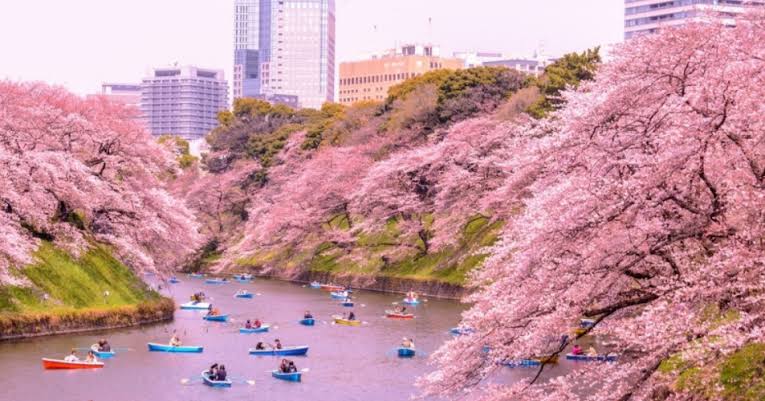 onicolassales's tweet image. #sakura
Muito incrível essa floração no Japão, maravilha de Deus 👏👏👏
Obs: se curtir aparece uma flor!