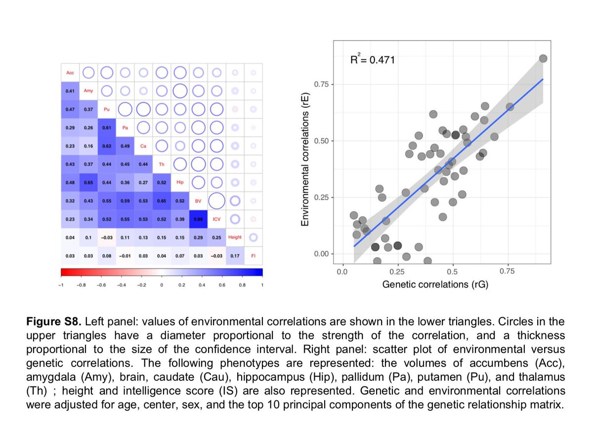 The preprint version of our confirmatory analysis on the genetic architecture of the neuroanatomical diversity with <a href="/DrBiton/">Anne Biton</a> <a href="/jbpoline/">JB Poline</a> and <a href="/R3RT0/">Roberto Toro r3rt0@mstdn.social r3rt0.bsky.social</a> is released on bioRxiv. Go to this link to get access to supplementary material and tables biorxiv.org/content/10.110….