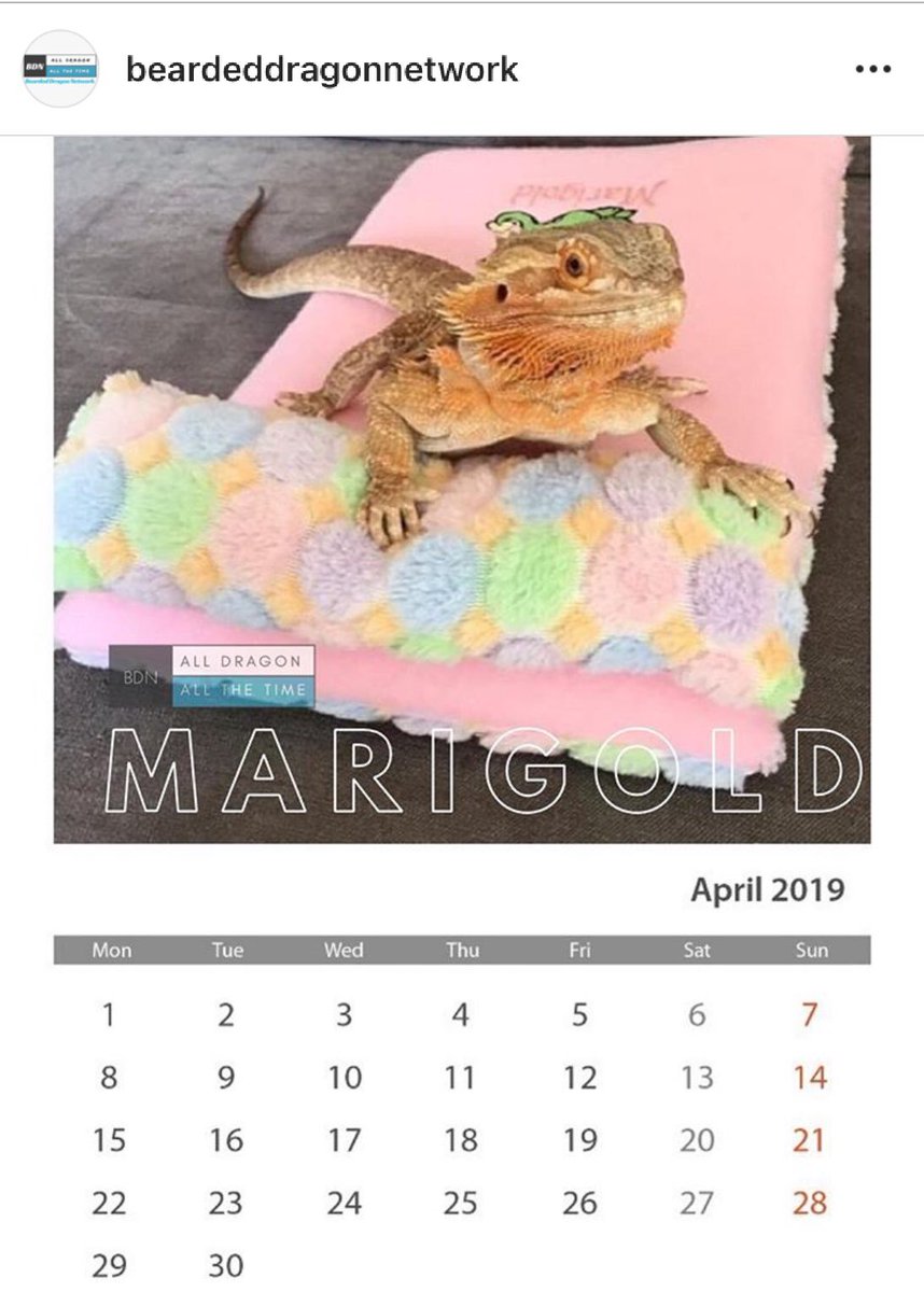 Look who is Beardie of the Month @beardeddragonnetwork yes it’s little Marigold, our bestie and company model/product tester. Congratulations Marigold! #beardeddragons #beardies #beardeddragon #leopardgeckos #leos #geckos #reptiles #beardie #lizards #pets #scalypets #exoticpets