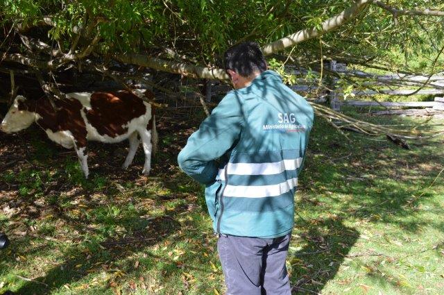 sagchile's tweet photo. Funcionarios de @sagchile #Cochrane, de la Región de #Aysén, se trasladaron hasta el sector #ColoniaSur para identificar terneros de usuarios afectados por incendio forestal.
#ChileLoHacemosTodos https://t.co/RS7VuGZwcu