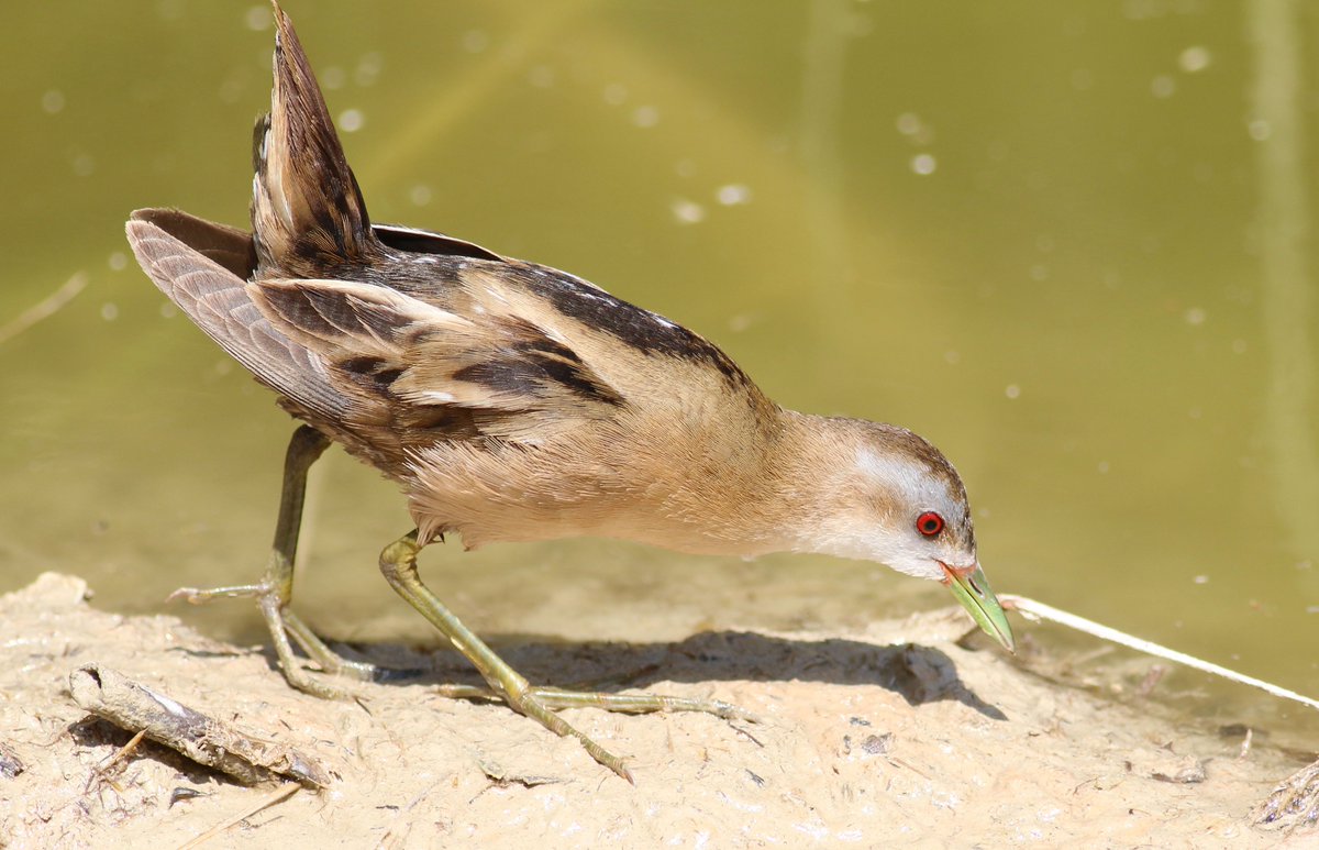 Jon_Heath_'s tweet image. Last week I was photographing Little Crakes and Bluethroats at very close range at the incredible IBRCE reserve next to Eilat @jahanlon2 @FowlmereRSPBer @IBOC2019