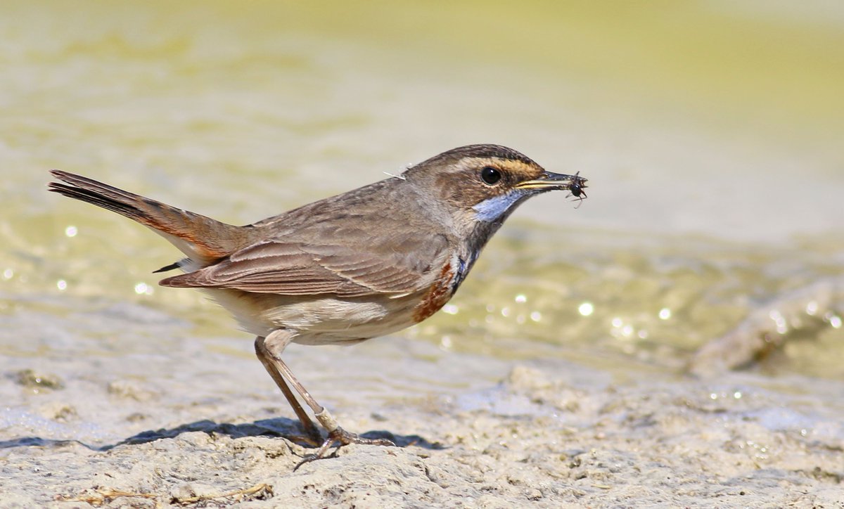 Jon_Heath_'s tweet image. Last week I was photographing Little Crakes and Bluethroats at very close range at the incredible IBRCE reserve next to Eilat @jahanlon2 @FowlmereRSPBer @IBOC2019