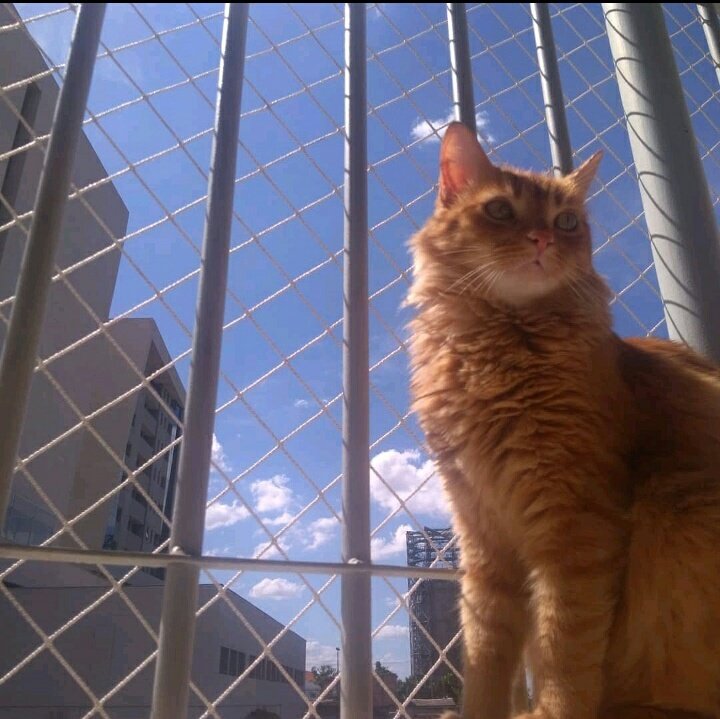 taeggukmoon's tweet image. ME AJUDEM AQUI!!!
O gatinho da minha amiga está doente e ela não tem condições de arcar com os exames e o tratamento que ele precisa. Gente, por favor qualquer quantia é bem vinda e se não puder, ajuda com o rt