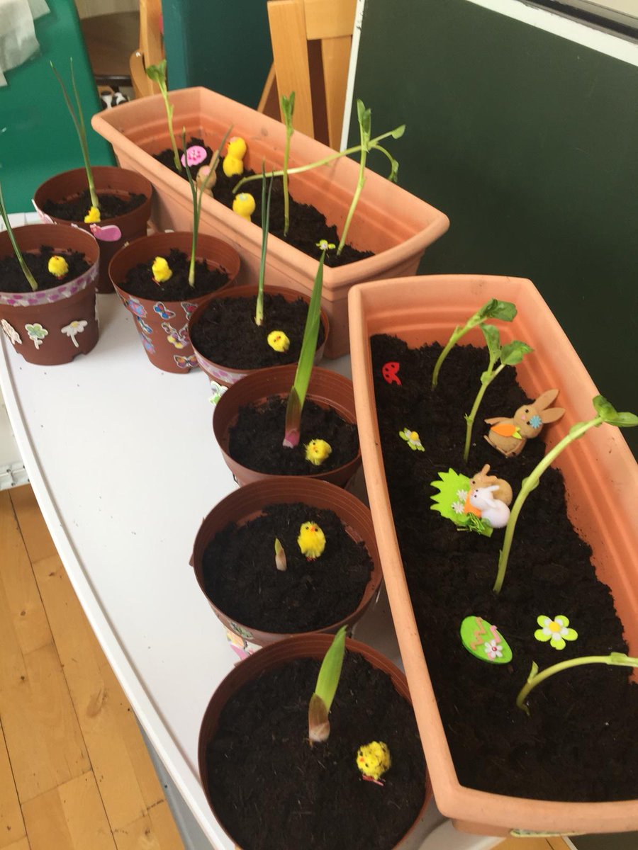 WardDavan's tweet photo. Our little plants are growing well. https://t.co/oiuFukN9AN